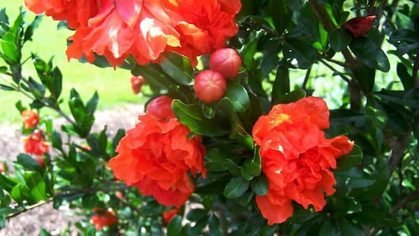 تصویر 3 از قیمت خرید گلنار فارسی برای رحم + فروش ویژه